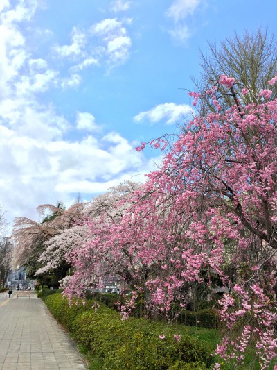 桜